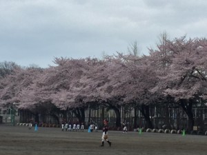 桜　鶴の台小学校①